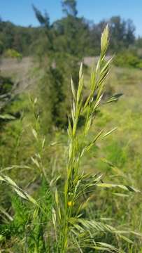 Image of Bromus auleticus Trin. ex Nees