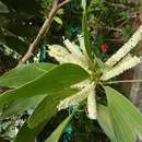 Image de Acacia mangium Willd.