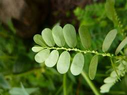 Image of leafflower