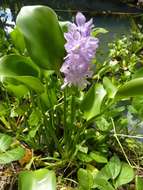 Image of Water hyacinths
