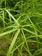 Image of Cyperus aromaticus (Ridl.) Mattf. & Kük.