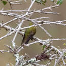 Image of Fiery-throated Metaltail