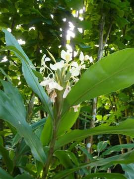 Слика од Hedychium