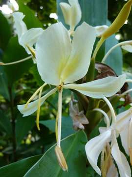 Image de Hedychium