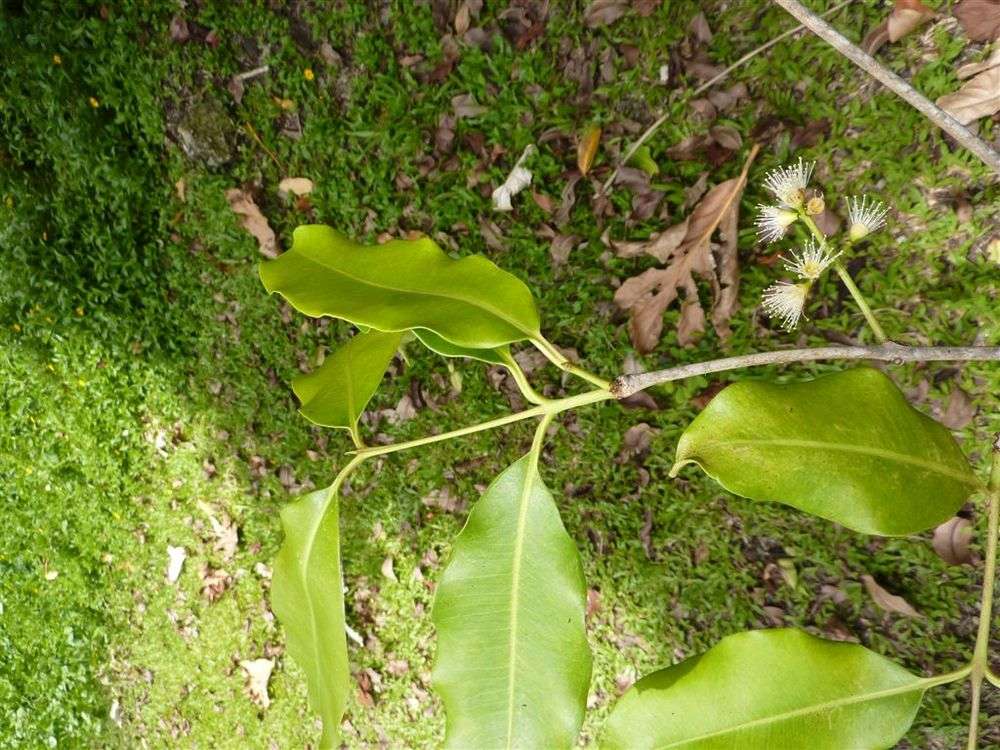 Image of Bush Cherries