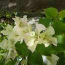 Plancia ëd Bougainvillea buttiana Holttum & Standl.