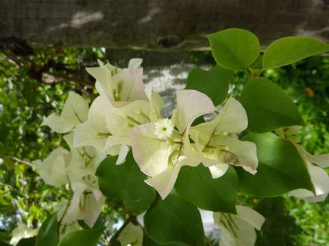 Image of bougainvillea