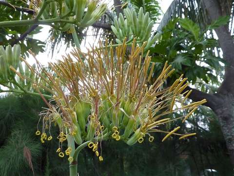 Image of agave