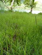 Image of crowngrass