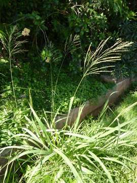 Image of panicgrass