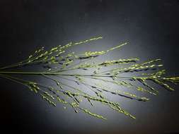 Image of panicgrass