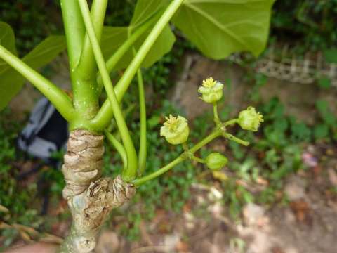 Imagem de Jatropha