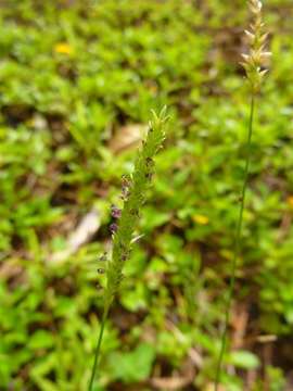 Image of cupscale grass