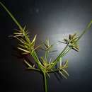 Image de Cyperus sphacelatus Rottb.