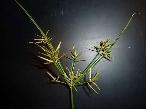 Image de Cyperus sphacelatus Rottb.