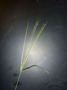 Image of crabgrass