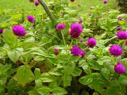 Image of globe amaranth