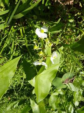 Image of Sagittaria Grandori 1934