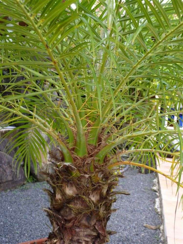 Imagem de palmeira