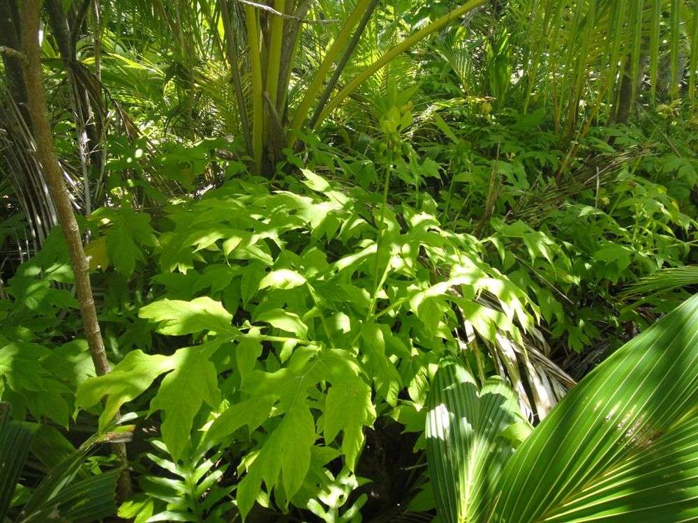Image of tacca