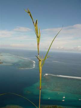 Image of lemon grass