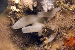 Image of calcareous sponges 