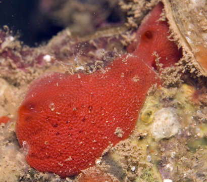 Image of sponges