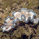 Image of Glossodoris hikuerensis (Pruvot-Fol 1954)