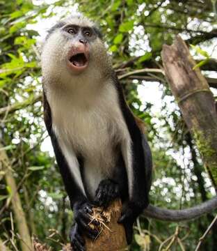 Image of Mona Guenon