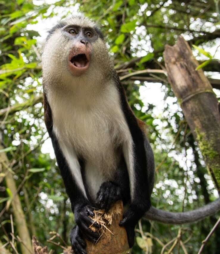 Image of Mona Guenon