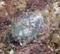 Image of Mollusca