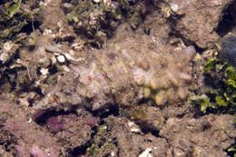 صورة unclassified Gastropoda