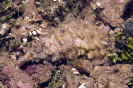 Image of unclassified Gastropoda