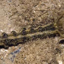 Image of giant synaptid sea cucumber