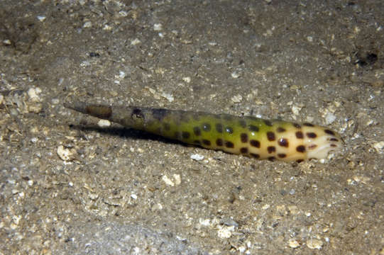 Image of Needle Whelks