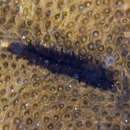 Image of Scale worm