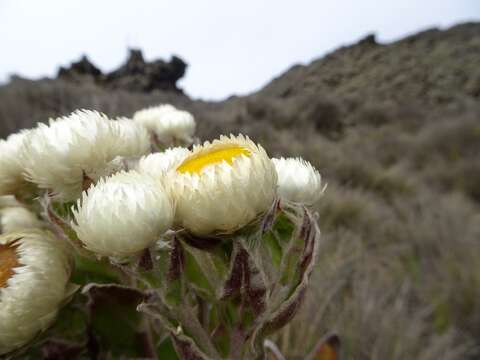 Plancia ëd Helichrysum mannii Hook. fil.