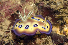 Image of <i>Chromodoris ransoni</i>