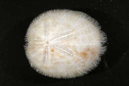 Image of heart urchins