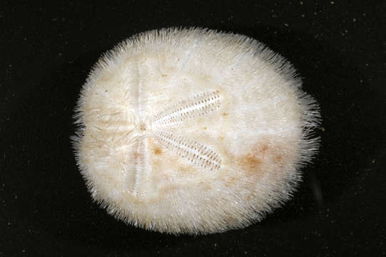 Image of heart urchins