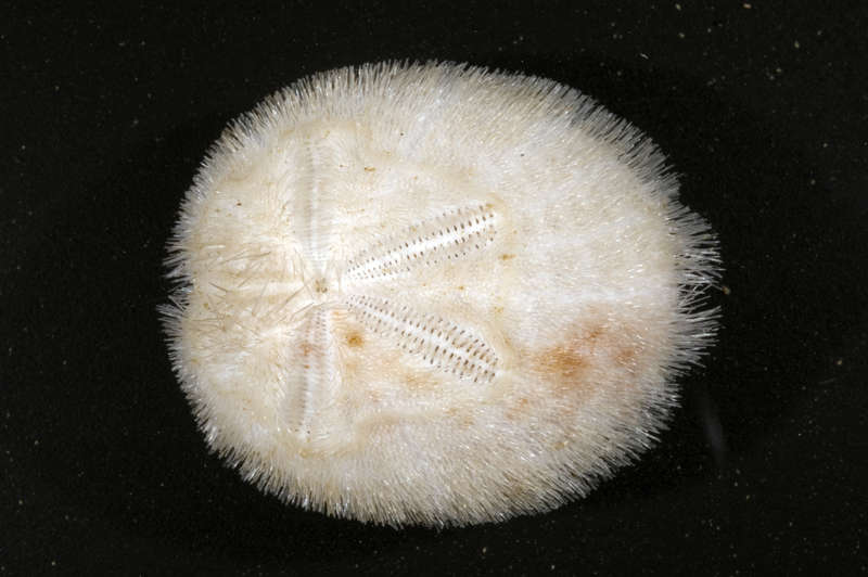 Image of Euechinoidea Bronn 1860