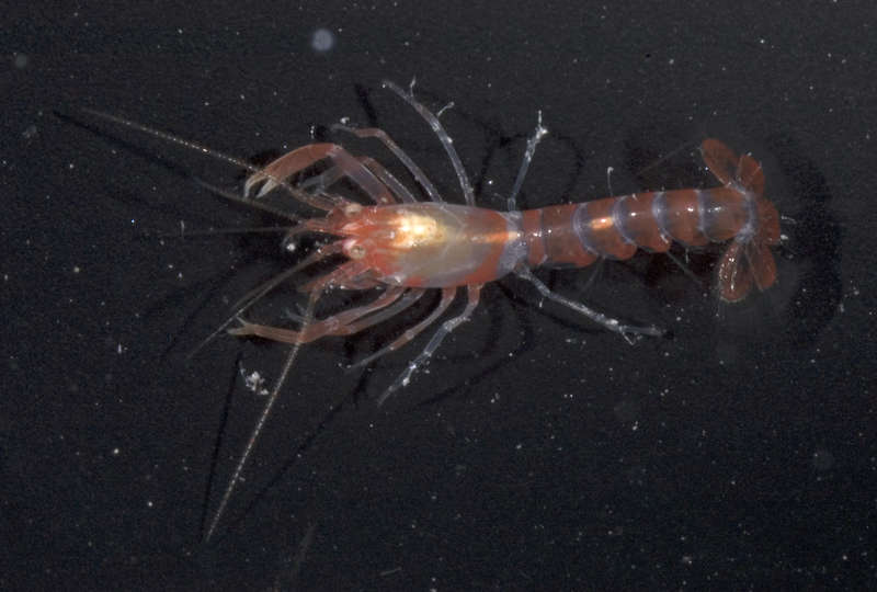 Image of ghost shrimps