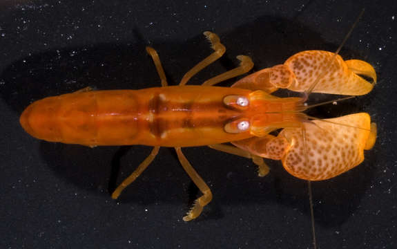 Image of coral snapping shrimp