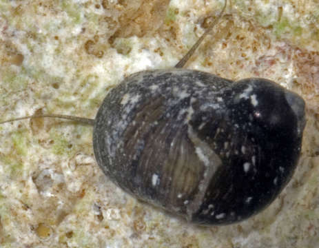 Image of Cycloneritimorpha