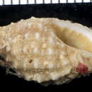 صورة Pascula ochrostoma (Blainville 1832)