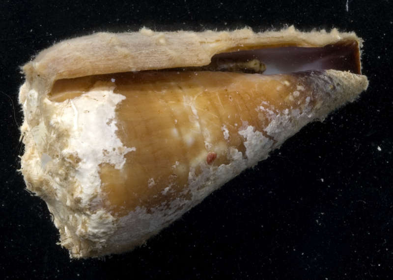 Image of cone snails