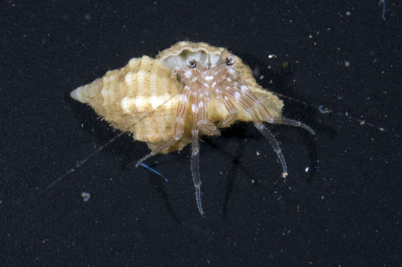 Image of <i>Pagurixus maorus</i>