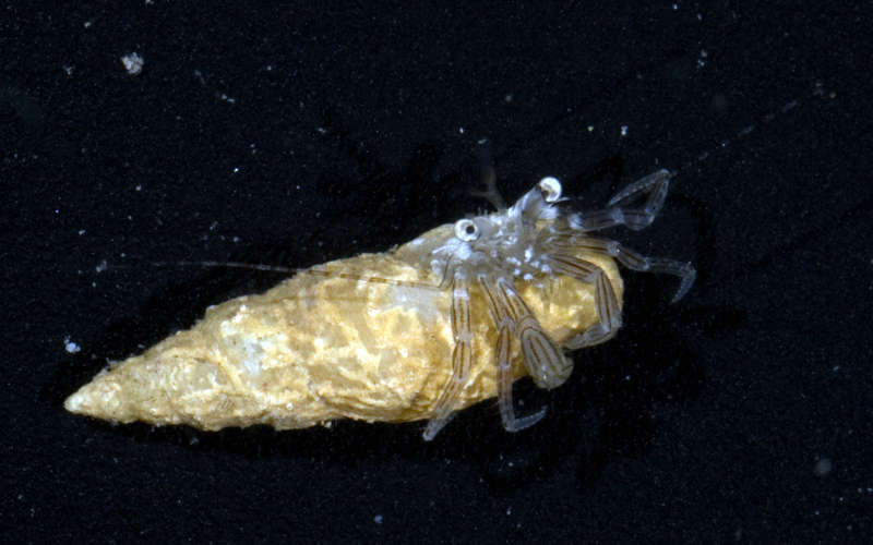 Image of <i>Pagurixus maorus</i>