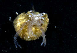 Image of <i>Pagurixus maorus</i>