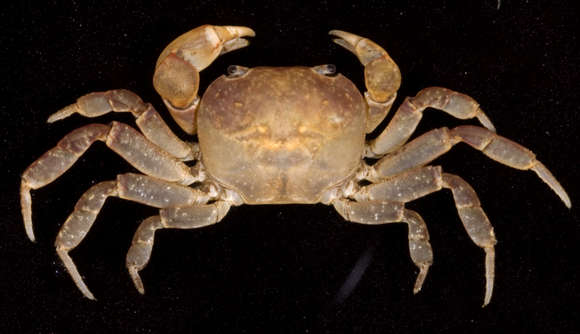 Image of Epigrapsus